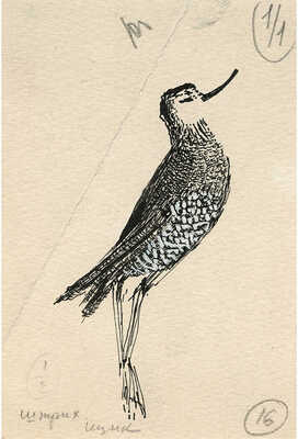 Курдов Валентин Иванович. Лот из восьми иллюстраций к повести В. Бианки, закрепленных на одном паспарту